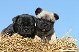 BOULEDOGUE FRANCAIS 474